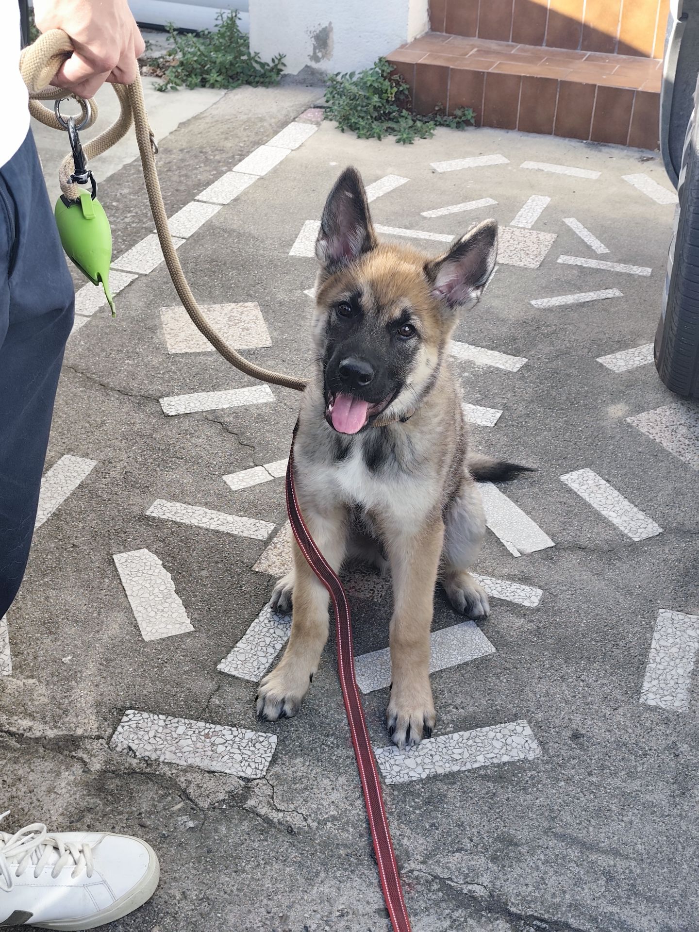 éducation canine à domicile